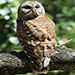 Barred Owl - Harry P. Leu Garends, Orlando, FL