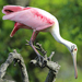 Roseate Spoonbill (Platalea ajaja)