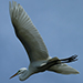 Great Egret in flight