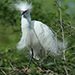 Snowy Egret