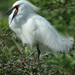 Screamming Snowy Egret