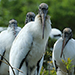 Wood Stork gang