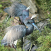 The Tricolored Heron (Egretta tricolor)