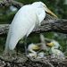 Great Egret with babies