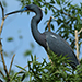 The Tricolored Heron (Egretta tricolor)