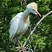 Cattle Egret