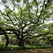 Live Oak tree