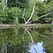 Reflection - Mead Botanical Garden, Winter Park, FL