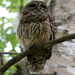 Barrred Owl - Mead Botanical Garden, Winter Park, FL