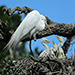 Great Egret with babies