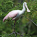 Roseate Spoonbill (Platalea ajaja)