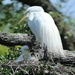 Great Egret with baby