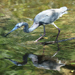 The Tricolored Heron reflection