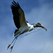 Wood Stork in flight