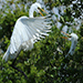 Great Egret coming in for a landing