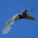 Tricolored Heron in flight