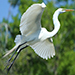 Great Egret in flight with twig