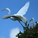 Great Egret leaving nest