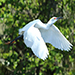 Screamming Snowy Egret