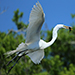 Great Egret with fish