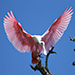 Roseate Spoonbill taking off