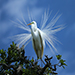 Female Great Egret showing off