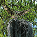 Osprey - Harry P. Leu Garends, Orlando, FL